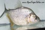 Gold Diamond Piranha 6.5-7" (Serrasalmus Rombeus)